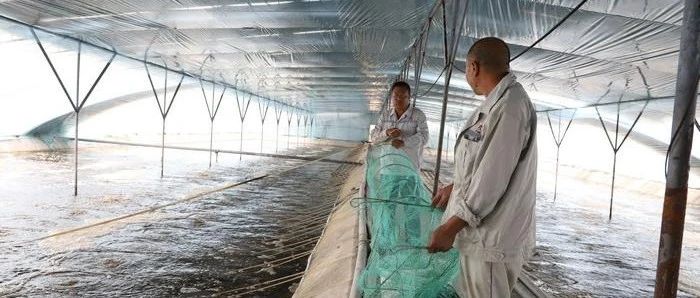 定边县盐湖大虾喜迎丰收，扬榆协作共促乡村振兴新篇章