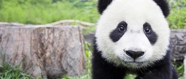 我在才猎天下动物园——Panda
