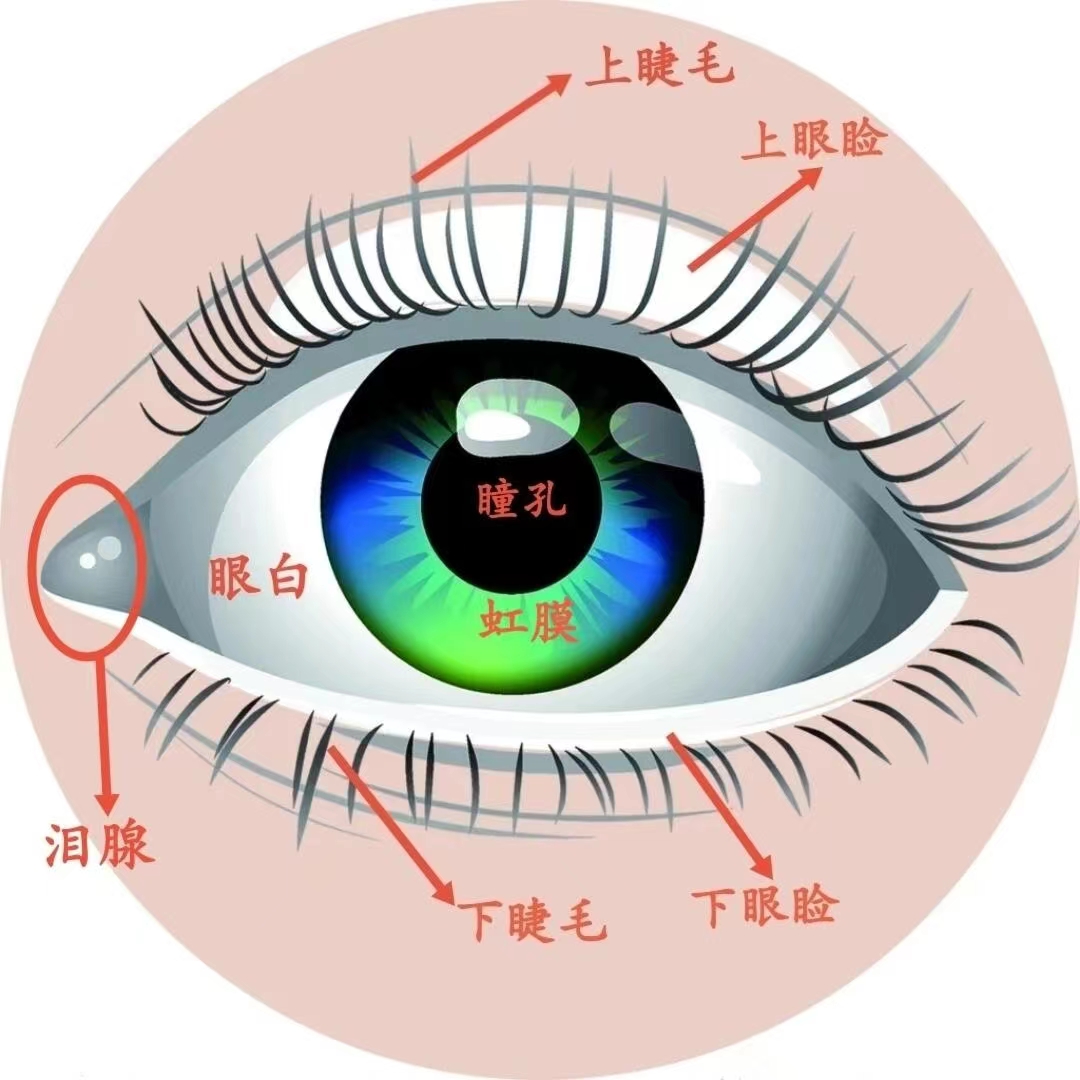 眼睛及视力知识科普！