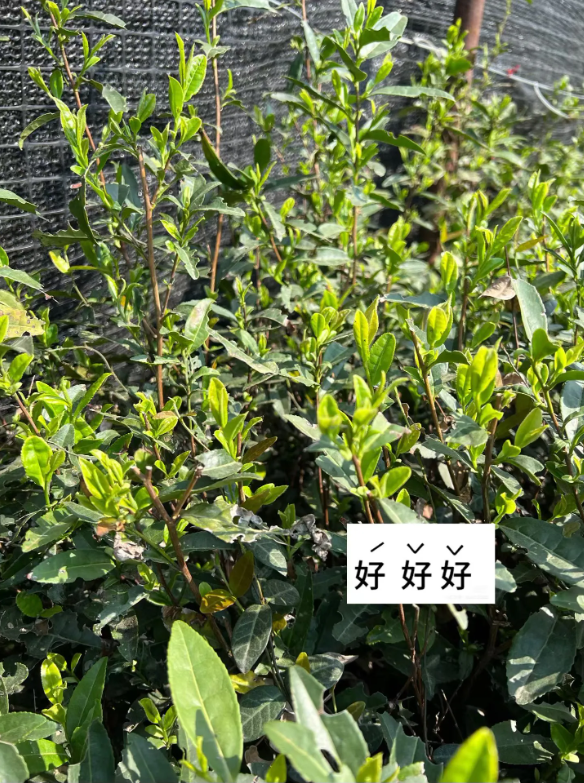 群体中口粮茶