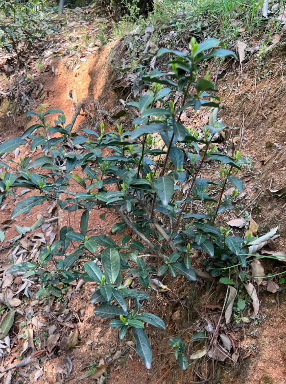 群体中口粮茶