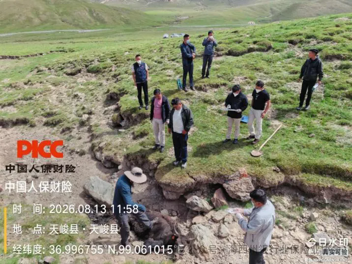 会员动态 | 人保财险海西州分公司积极推进养殖险线上化工作
