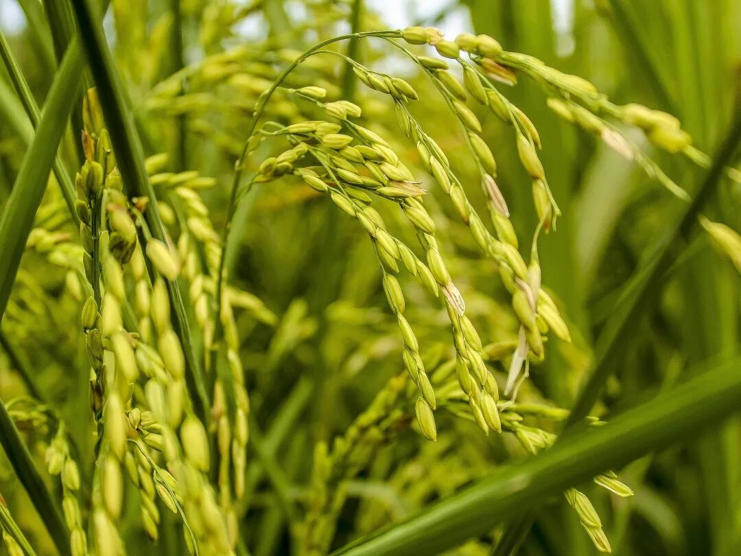 俄罗斯6月小麦出口下降4.8倍
