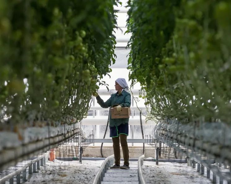 俄劳动部提议降低蔬菜种植业外籍劳工比例