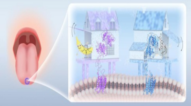 Food Chem-Investigating mechanism of sweetness intensity differences through  dynamic analysis of sweetener–T1R2–membrane systems  
