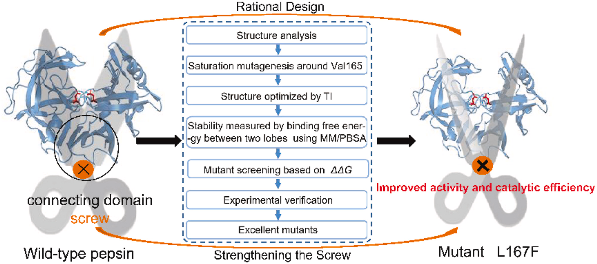 LWT- High-level expression and improved pepsin activity by enhancing the  conserved domain stability based on a scissor-like model 