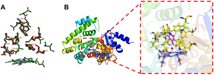 Front.Mol.Biosci-Rational Design of P450 aMOx for  Improving Anti-Markovnikov  Selectivity Based on the “Butterfly”  Model
