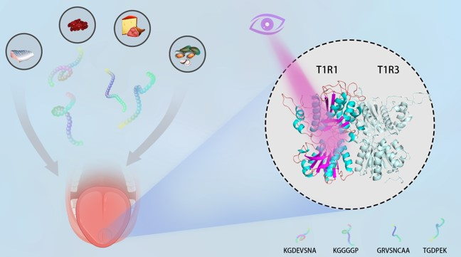Biomaterials-Umami polypeptide detection system targeting the human T1R1 receptor and its taste-presenting mechanism