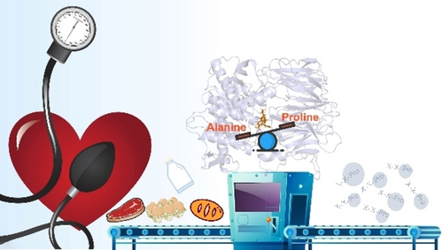  Chem Bio Chem-Rational Design of a Highly Specific Prolyl Endopeptidase  To Activate the Antihypertensive Effect of Peptides