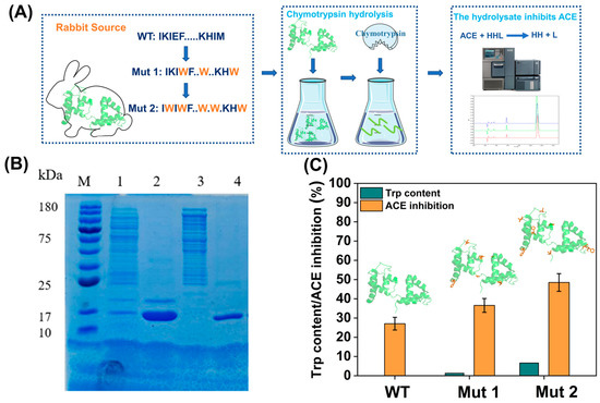 Foods- Revealing the Sequence Characteristics and Molecular  Mechanisms of ACE Inhibitory Peptides by Comprehensive  Characterization of 160,000 Tetrapeptides