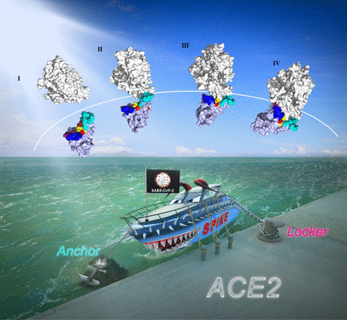 J. Chem. Inf.  Model——Anchor-Locker Binding Mechanism of the Coronavirus Spike Protein  toHumanACE2: Insights from Computational Analysis