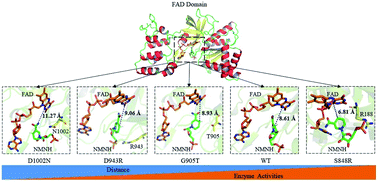RSC Advances—— Engineering the biomimetic cofactors of NMNH for  cytochrome P450 BM3 based on binding  conformation refinement