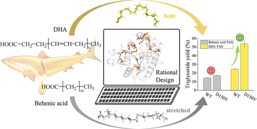 ACS Food Sci.Technol-Selective Esterification Design of Lipases for TAG Synthesis Based  on the Unique Structure of Curved DHA