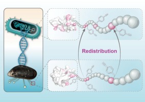 Int. J. Biol. Macromol.-Molecular simulations guiding recombinant mussel protein with enhanced applicable properties for adhesive materials