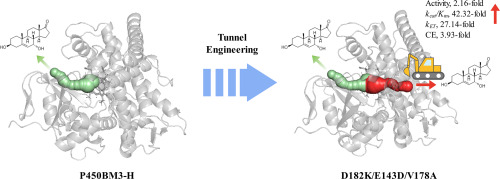 Int. J. Biol. -Rationally designing P450BM3-H to excavate a novel channel for product  exit and enhance overall performance
