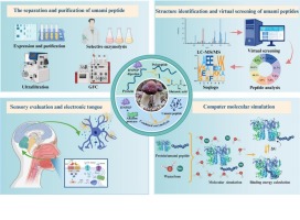 Food Chem-A novel directed enzymolysis strategy for the preparation of umami  peptides in Stropharia rugosoannulata and its mechanism of taste perception