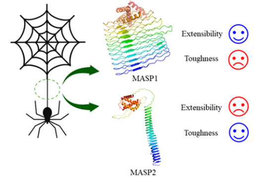 Biomacromolecules-Molecular Dynamics Study of the Structure and Mechanical Properties of Spider Silk Proteins