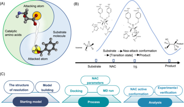 Mlife-NAC4ED:Ahigh‐throughput computational platform  for the rational design of enzyme activity and  substrate selectivity