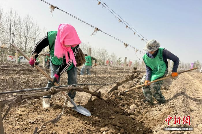 春醒藤启醉美金山 宁夏贺兰山东麓葡萄酒金山产区开启2026展藤季