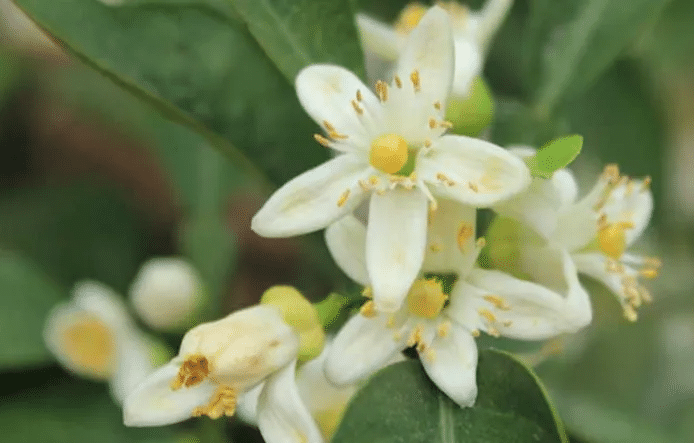 代代花的功效、现代药理研究及在医学中的应用