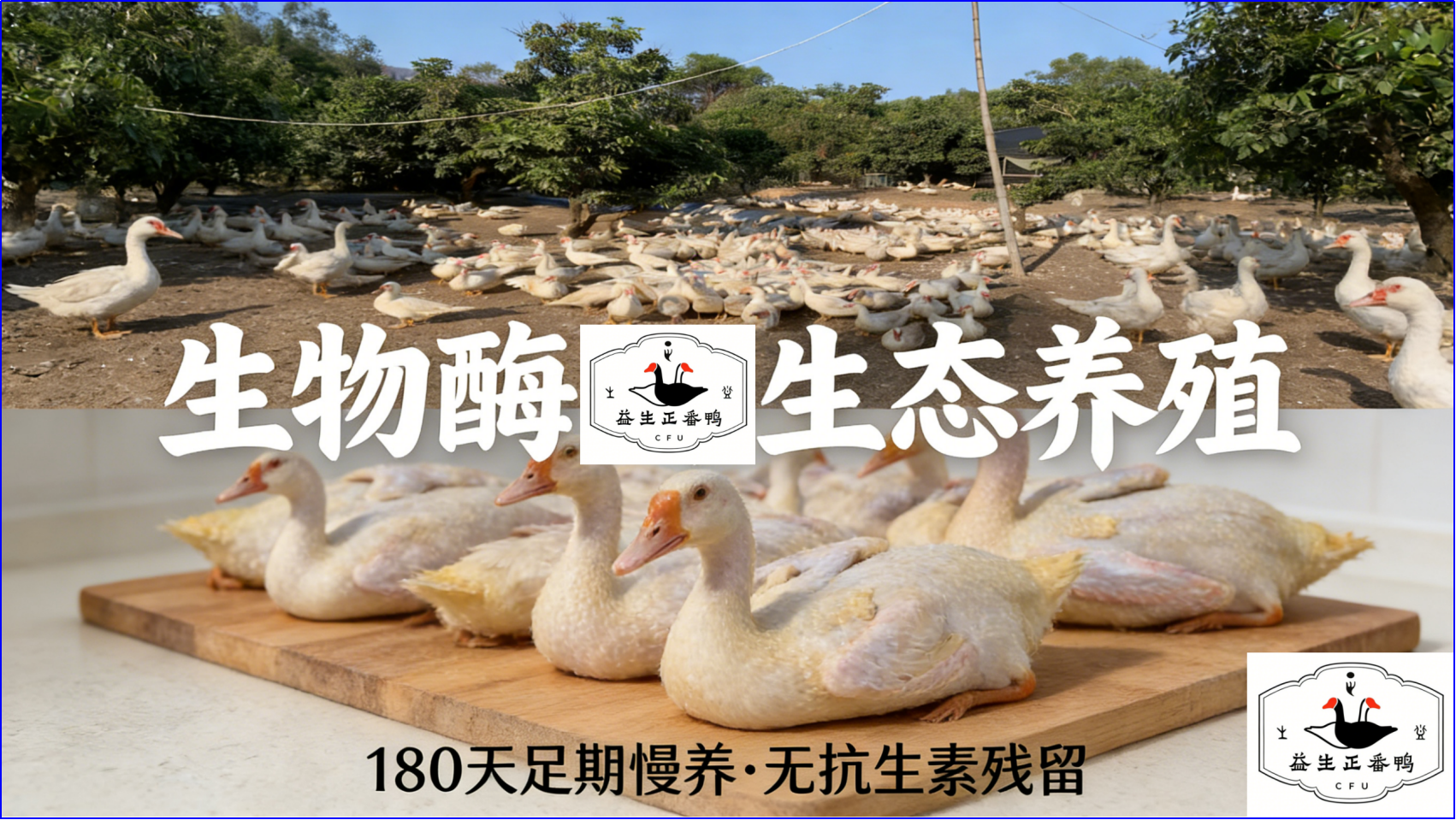 益生正小种正番鸭 产品服务全解析