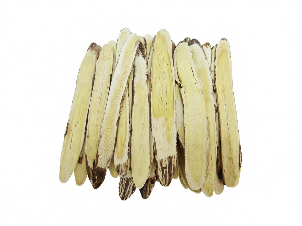 野生正北芪腰带片