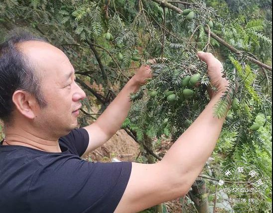 张师傅