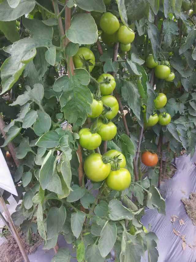 叶菜类