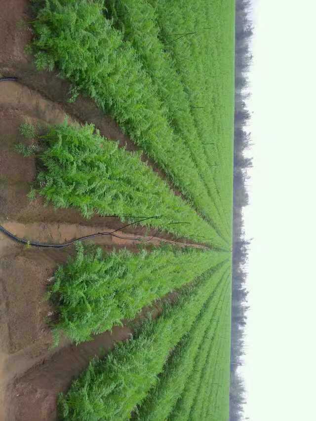 根茎类
