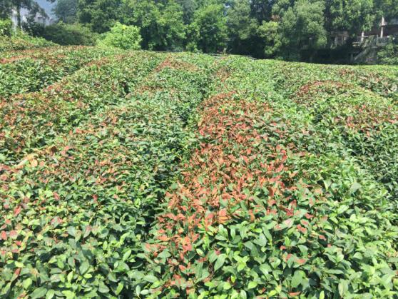 夏茶控梢剪，增枝减花效果好