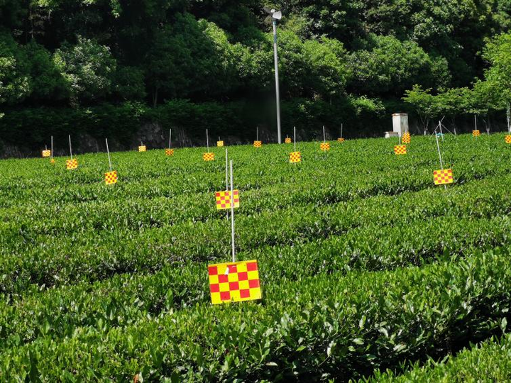 立夏之后 茶园这几个虫子要注意啦
