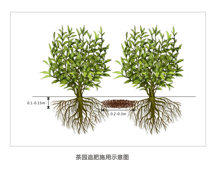 想要春茶壮,催芽肥这样施