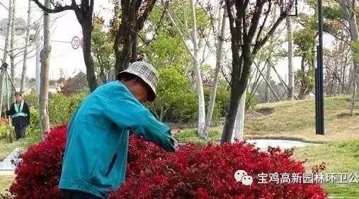 园林植物十月份养护要点
